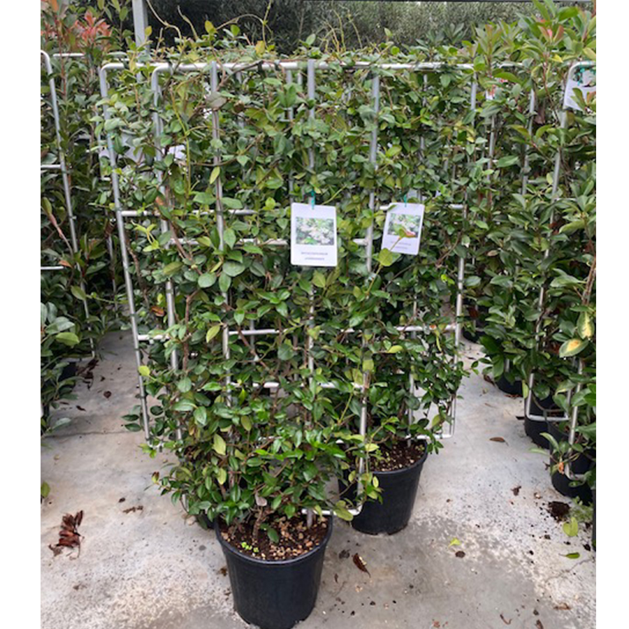 Toscaanse jasmijn (Rhyncospermum - Trachelospermum jasminoides Aluminium Rek 18l pot)