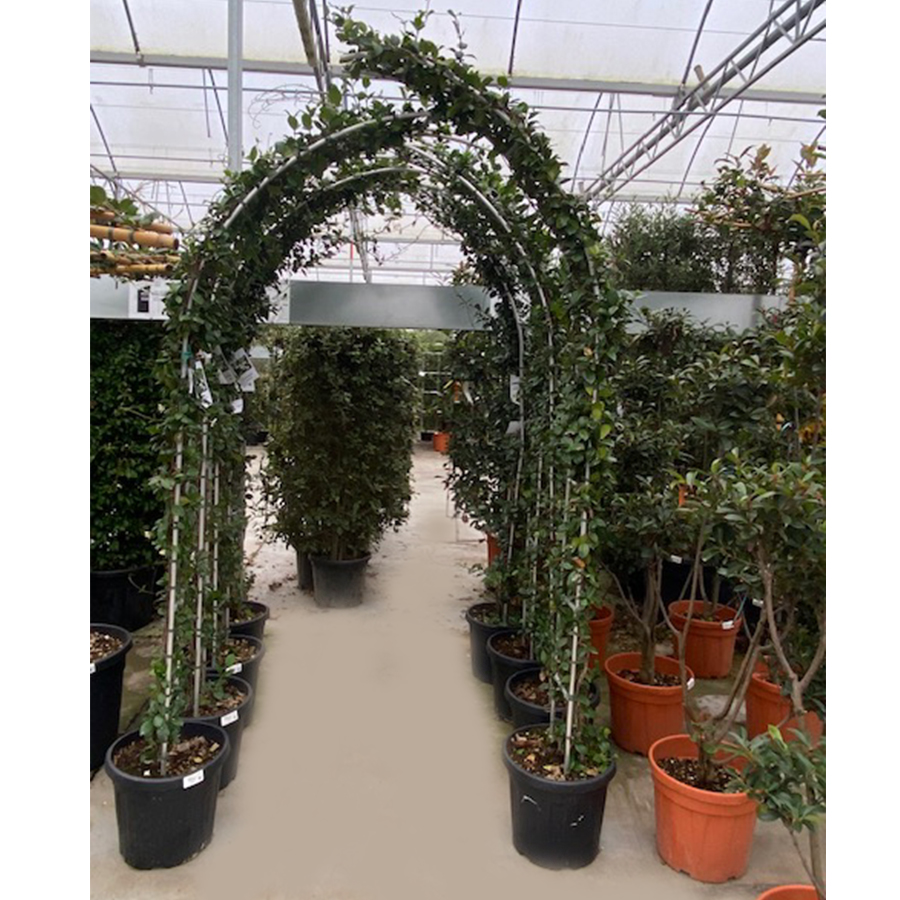 Toscaanse jasmijn (Rhyncospermum - Trachelospermum jasminoides Boog 35l pot)
