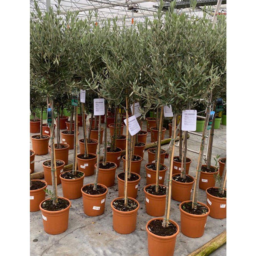 olijfboom (Olea-europaea-Stam-P-24cm)
