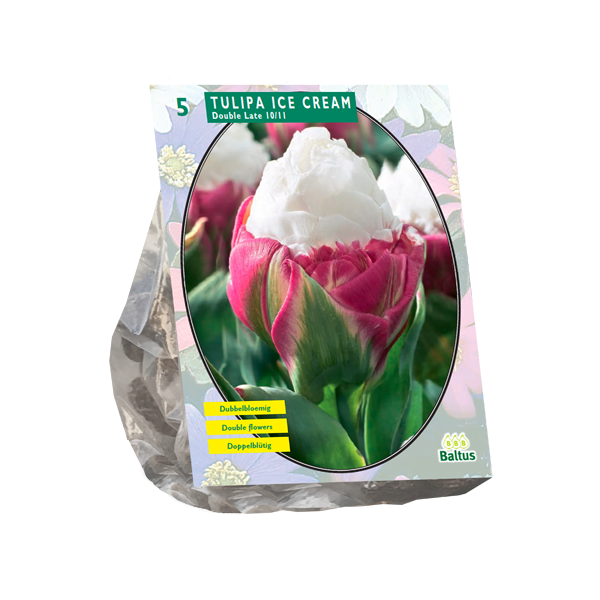 Tulipa Ice Cream per 5