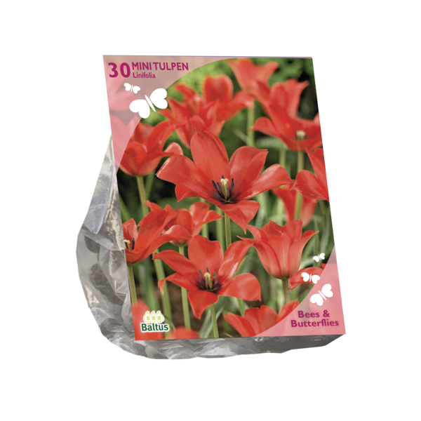 Tulipa Linifolia per 30
