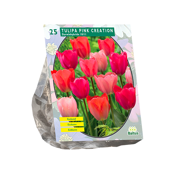 Tulipa Pink Creation per 25