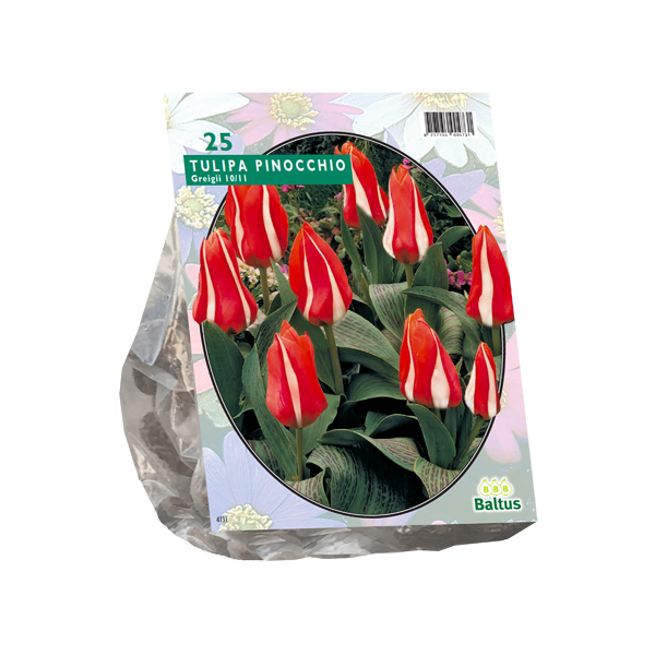 Tulipa Pinocchio, Greigii per 25