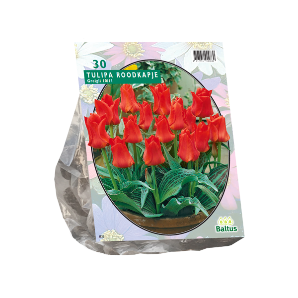 Tulipa Roodkapje, Greigii per 25