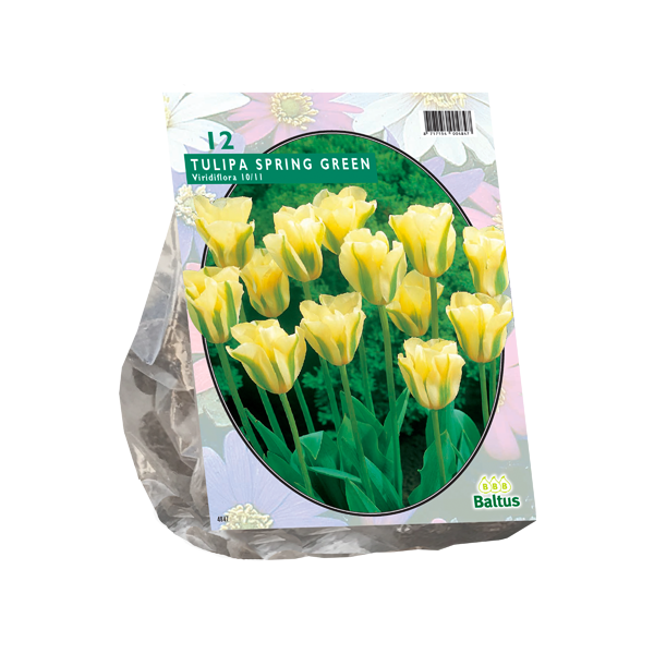 Tulipa Spring Green, Viridiflora per 12