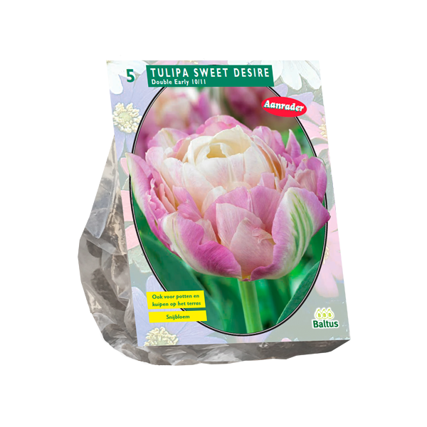 Tulipa Sweet Desire per 5