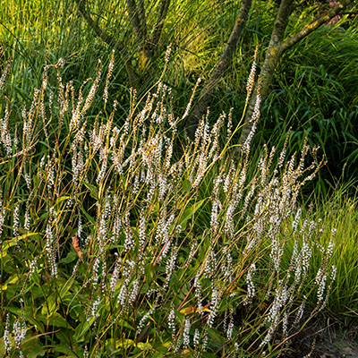 duizendknoop-(Persicaria-amplexcaulis-Alba)