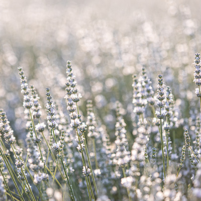 lavendel-sneeuwwit-(Lavandula-angustifolia-Edelweiss)