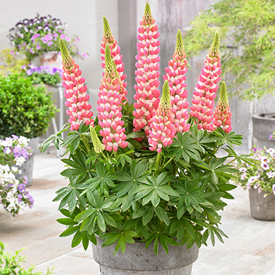 lupine-(Lupinus-West-Country-Rachel-de-Thame)