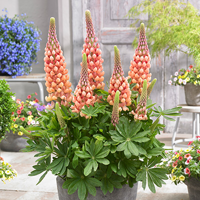 lupine-(Lupinus-West-Country-Salmon-Star)