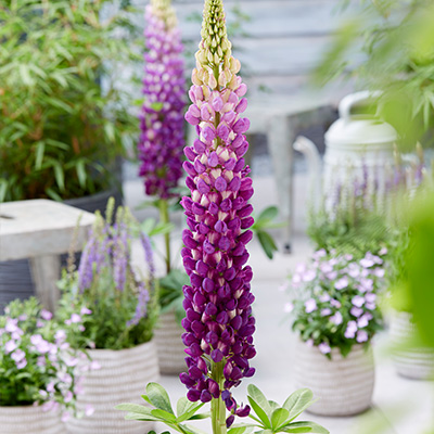 lupine-(Lupinus-West-Country-Shirley-Anne)