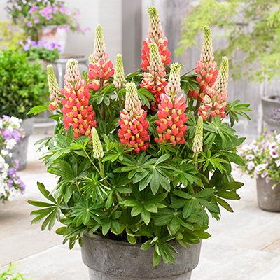 lupine-(Lupinus-West-Country-Tequila-Flame)
