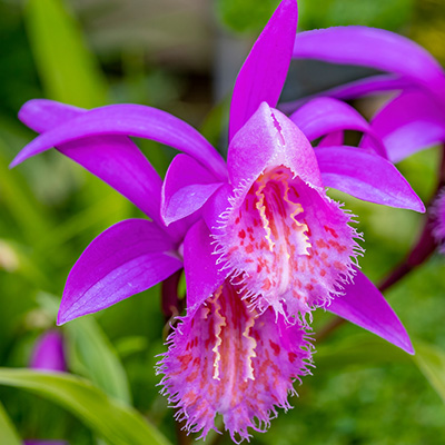 Tibetorchidee (Pleione formosana pink)