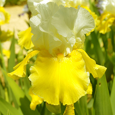 zwaardlelie-(Iris-germanica-Lune-et-Soleil)