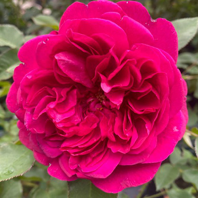 Engelse-David-Austin-roos-(Rosa-Darcey-Bussell)