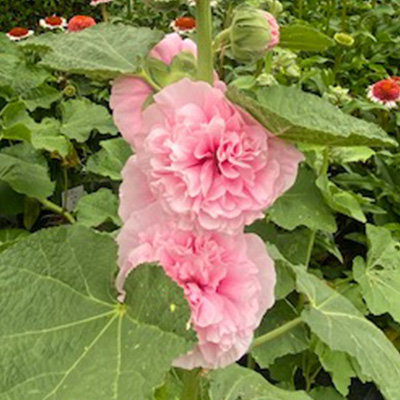 stokroos-(Alcea-rosea-Chater-s-Double-Pink)