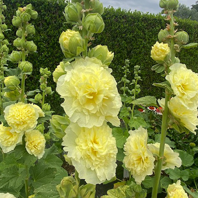 stokroos-(Alcea-rosea-Chater-s-Double-Yellow)