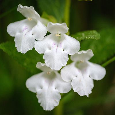 bijenblad-(Melittis-melissophyllum-Alba)