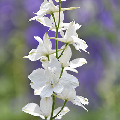 riddersporen-(Delphinium-Bella-Andes-White)
