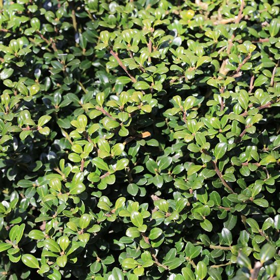 Japanse hulst (Ilex crenata Green Hedge)