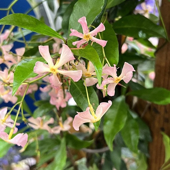 Toscaanse jasmijn (Trachelospermum jasminoides Pink Showers)
