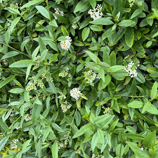 liguster groenblijvend (Ligustrum vulgare atrovirens)