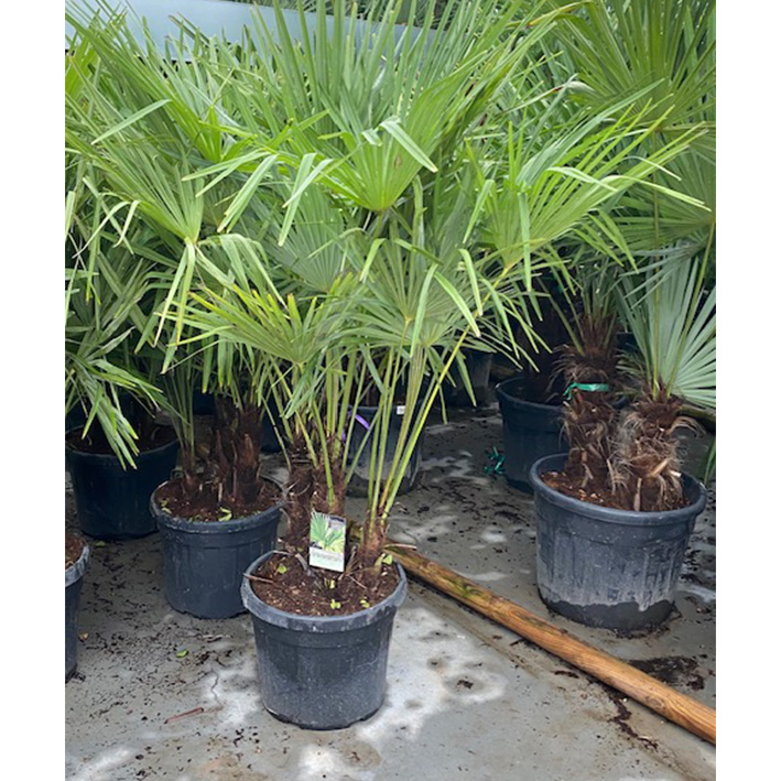 Chinese waaierpalm winterhard (Trachycarpus-fortunei-Multistam-50L-pot)