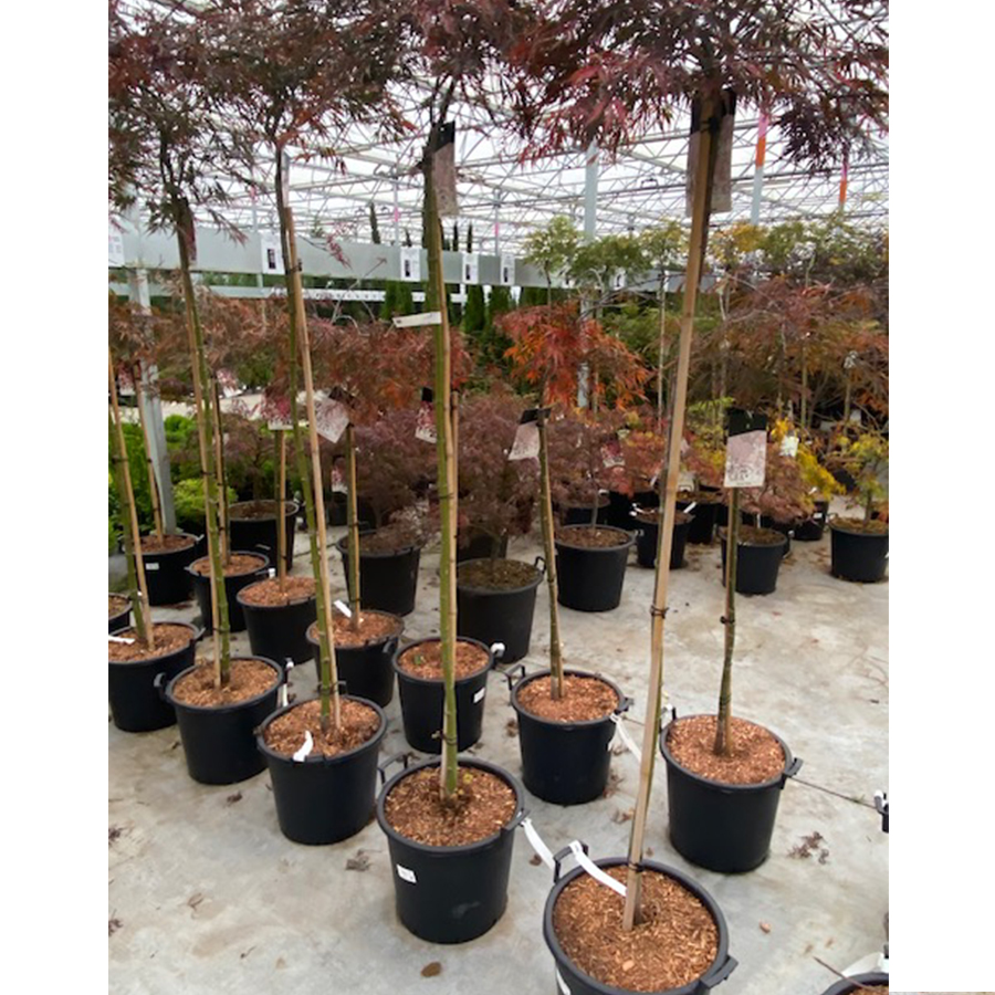 Japanse esdoorn (Acer palmatum Garnet Stam 160cm 30l pot)