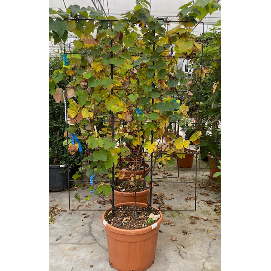 druivenrank winterhard (Vitis vinifera Rek 180 x 120 cm)