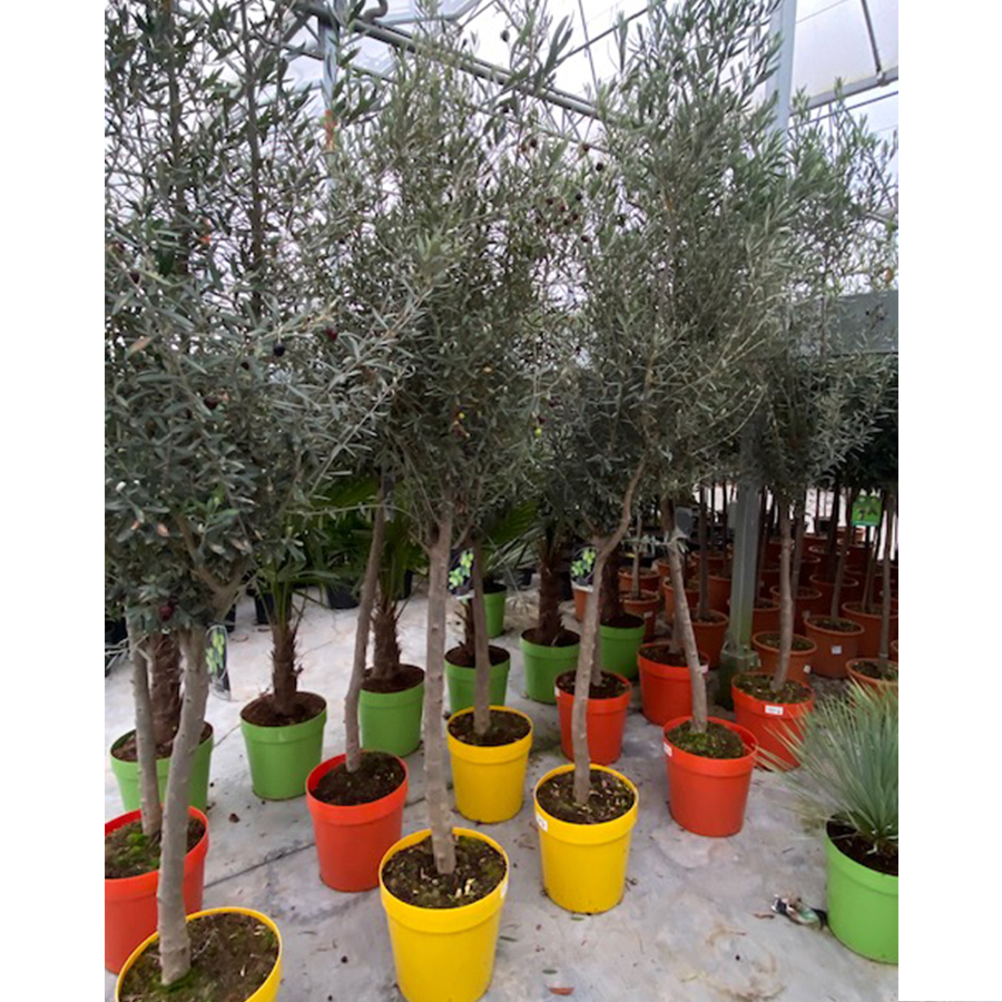 olijfboom (Olea europaea Halfstam 12/14 25l Color pot)