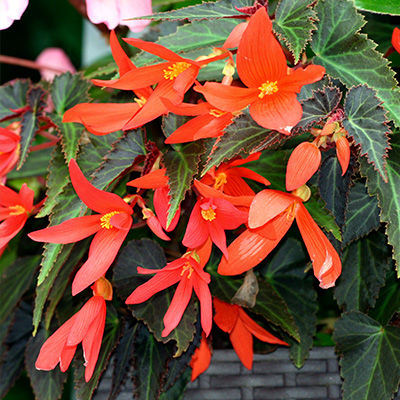 boliviaanse Begonia (Begonia-boliviensis-La-Paz-F1-Orange)