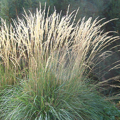 bont struisriet (Calamagrostis-x-acutiflora-Overdam)