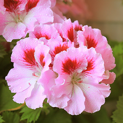 franse geranium (Pelargonium-x-grandiflorum-Aristo®-Pink)