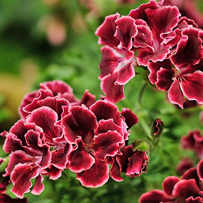 franse geranium (Pelargonium-x-grandiflorum-Aristo®-Red-Beauty)