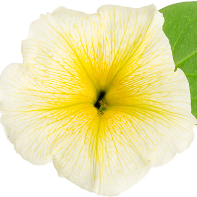 hangpetunia Surfinia® (Petunia-x-atkinsiana-Surfinia®-Yellow-(Sunsurf-Kitatsu)