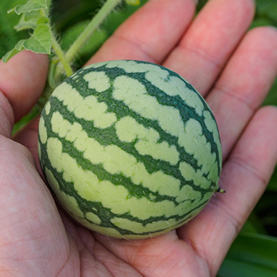 meloen-mini-balkon-watermeloen (Citrullus-lanatus-Mini-Love-F1)
