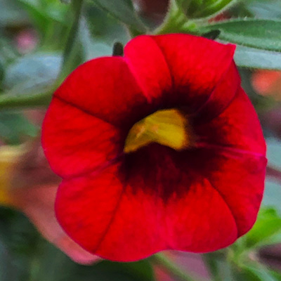 mini-petunia (Calibrachoa-cultivars-Calita®-Compact-Scarlet-Red-Eye)