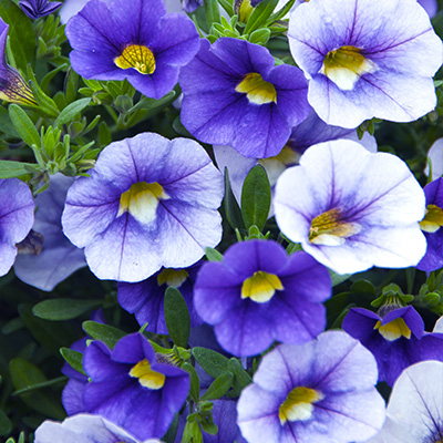 mini-petunia (Calibrachoa-cultivars-Calita®-Compact-Sky-Blue)