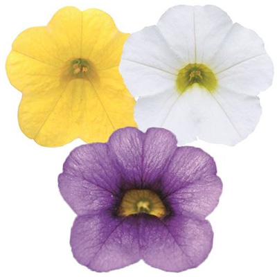 mini-petunia 3 in 1 (Calibrachoa-cultivars-Calita®-Compact-Trio-Gold-Dark-Blue-White)