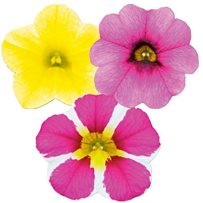 mini-petunia 3 in 1 (Calibrachoa-cultivars-Calita®-Compact-Trio-Gold-Pink-Star-Rose)