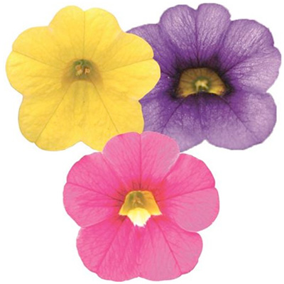 mini-petunia 3 in 1 (Calibrachoa-cultivars-Calita®-Compact-Trio-Gold-Rose-Dark-Blue)