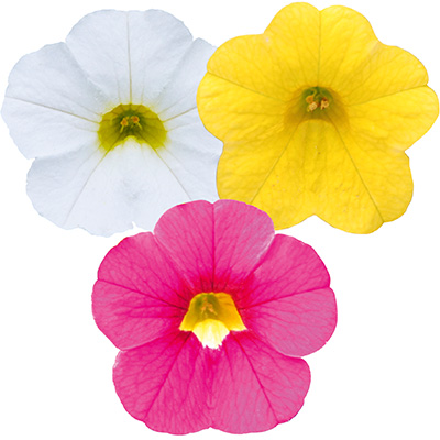 mini-petunia 3 in 1 (Calibrachoa-cultivars-Calita®-Compact-Trio-Gold-Rose-White)