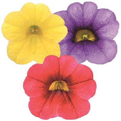 mini-petunia 3 in 1 (Calibrachoa-cultivars-Calita®-Compact-Trio-Gold-Scarlet-Red-Eye-Dark-Blue)