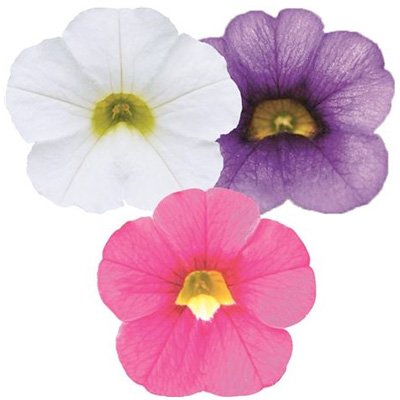 mini-petunia 3 in 1 (Calibrachoa-cultivars-Calita®-Compact-Trio-Rose-Dark-Blue-White)