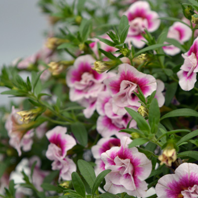 mini-petunia (Calibrachoa-cultivars-Calita®-Double-Pink-Bicolor)