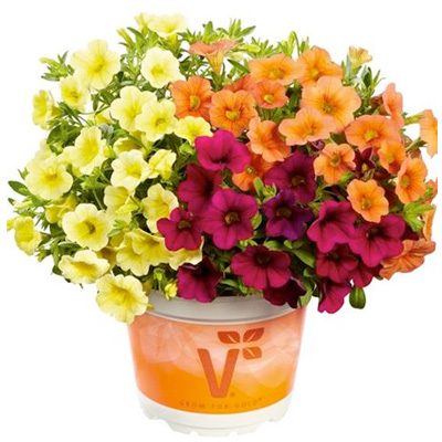 mini-petunia 3 in 1 (Calibrachoa-cultivars-Calita®-Trio-Velvet-Orange-Deep-Yellow)