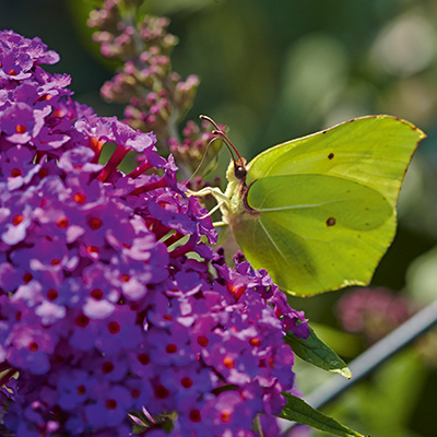 vlinderstruik-mini-(Buddleja-cultivars-Summer-Bird-Compact-Purple)