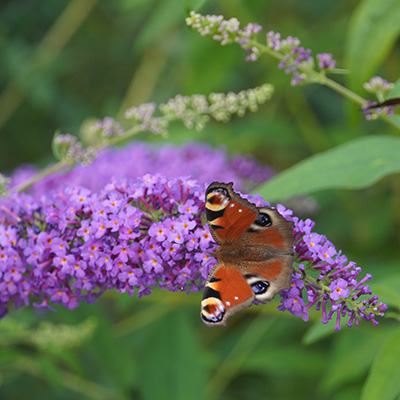 vlinderstruik-mini-(Buddleja-cultivars-Summer-Bird-Violet)