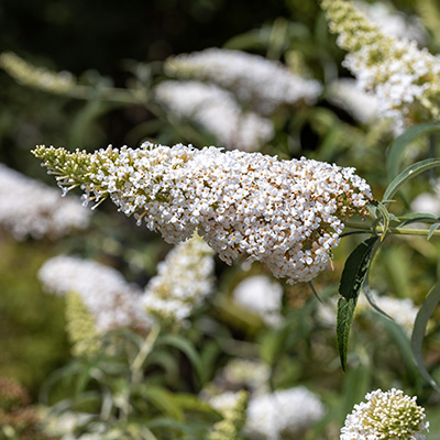 vlinderstruik-mini-(Buddleja-cultivars-Summer-Bird-White)