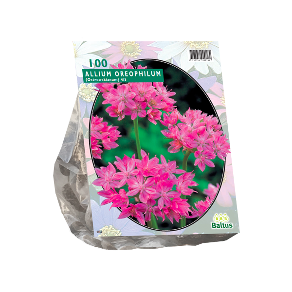 Allium Oreophilum per 100